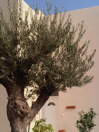  Gallery. 2011olivetree